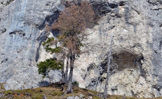 Potočka zijalka - foto: Barbara Debeljak